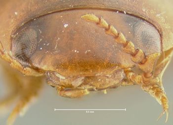 Media type: image;   Entomology 23962 Aspect: head frontal view